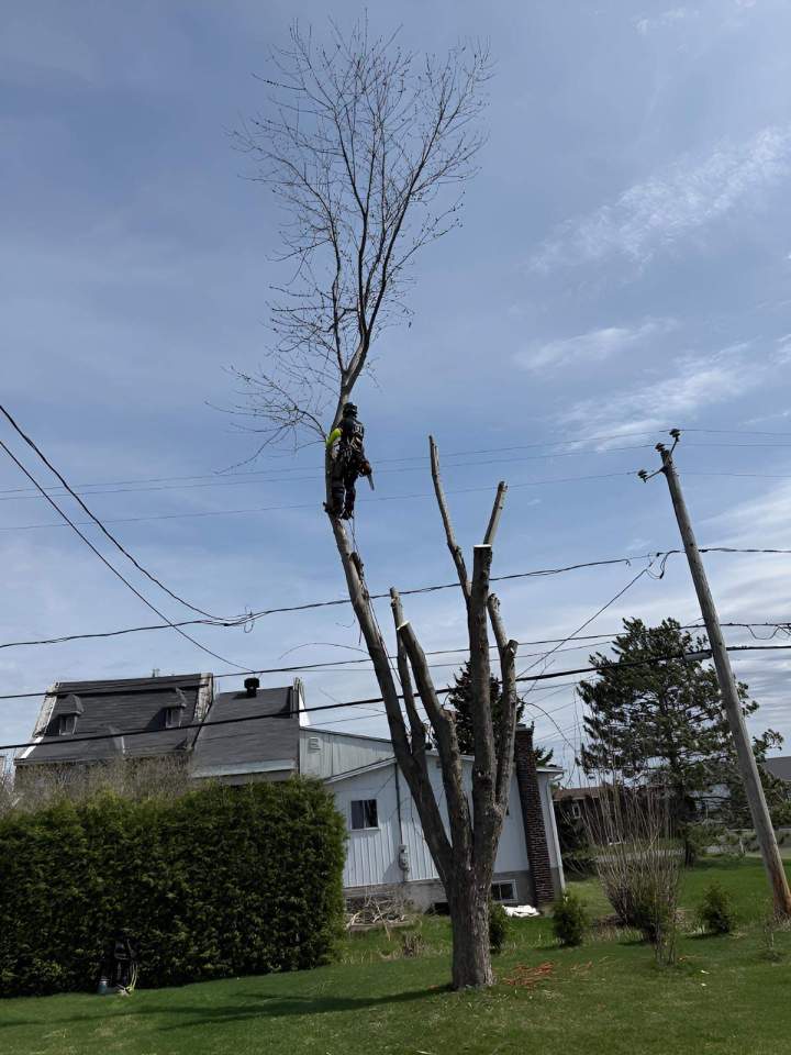Professional tree trimming Sherbrooke