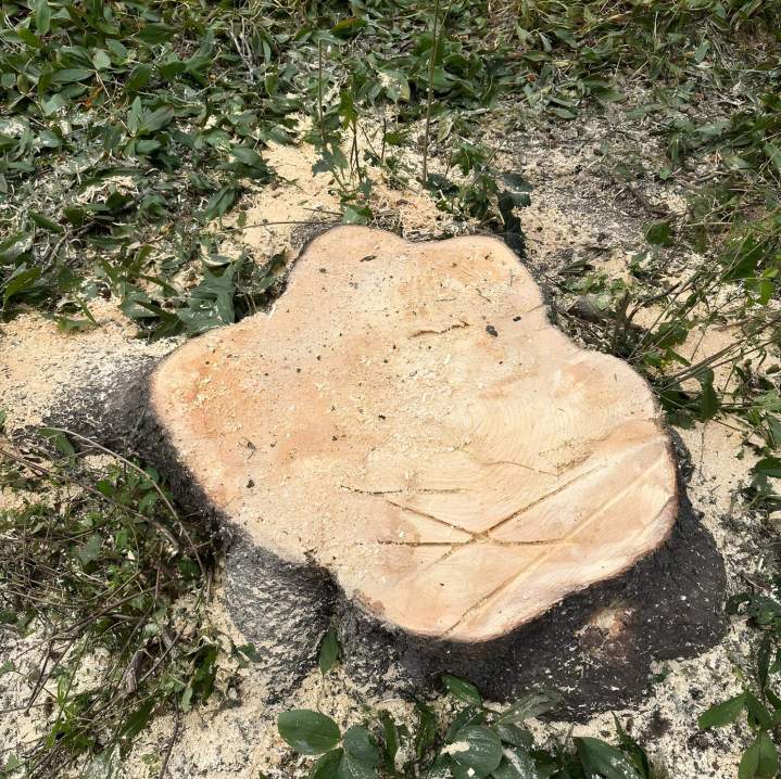 Tree stump removal service Sherbrooke