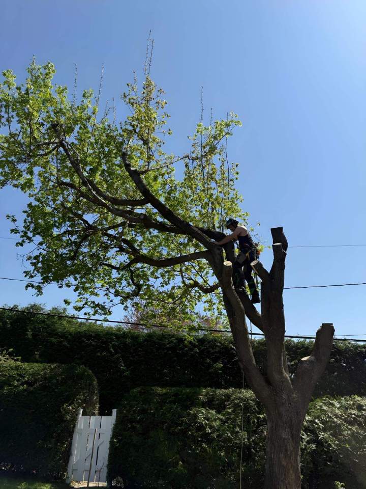 Tree trimming specialist Sherbrooke
