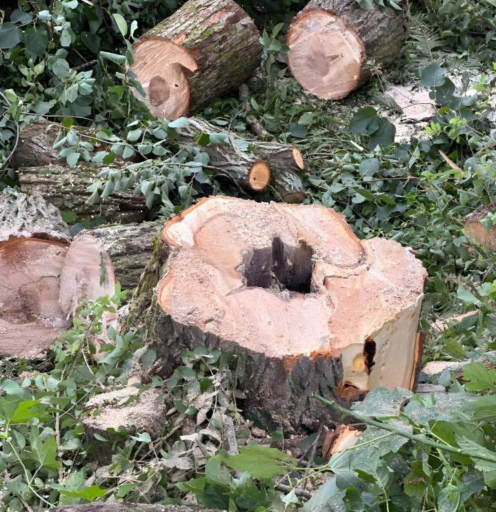Retrait de souche d'arbre Sherbrooke
