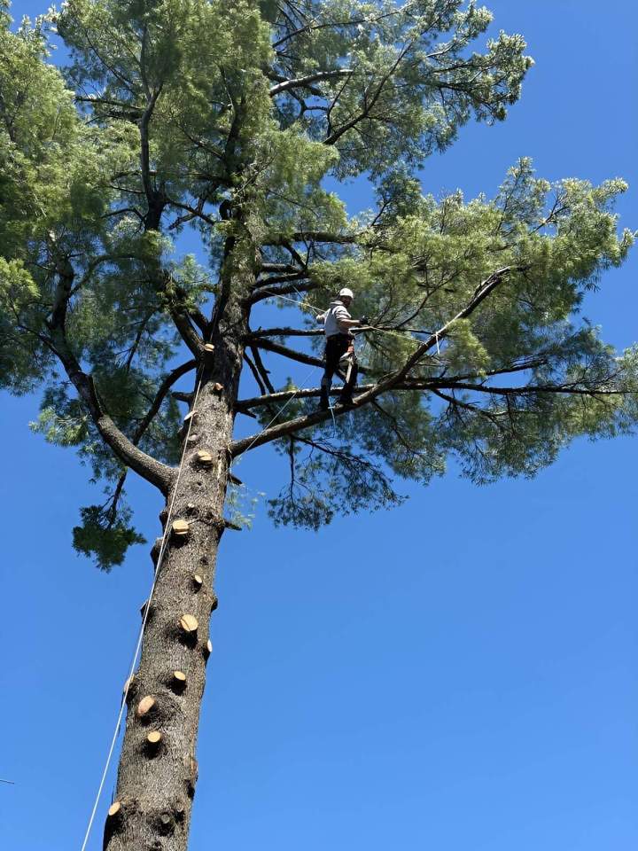 Tree pruning work Sherbrooke