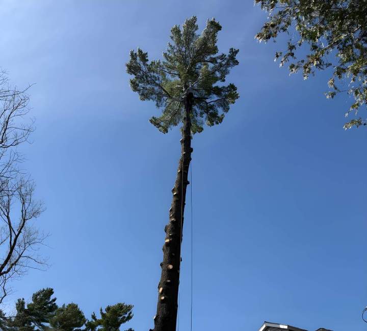 Émondage d’arbres Sherbrooke