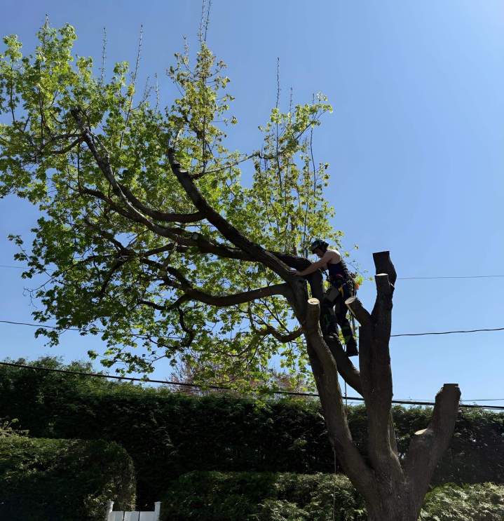 Tree Pruning Sherbrooke
