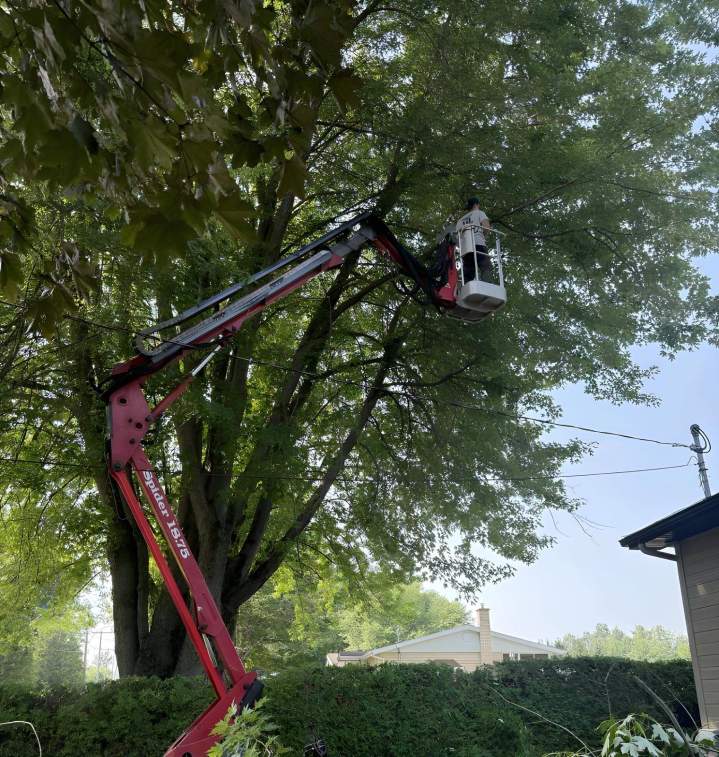 Professional Tree Trimming Sherbrooke