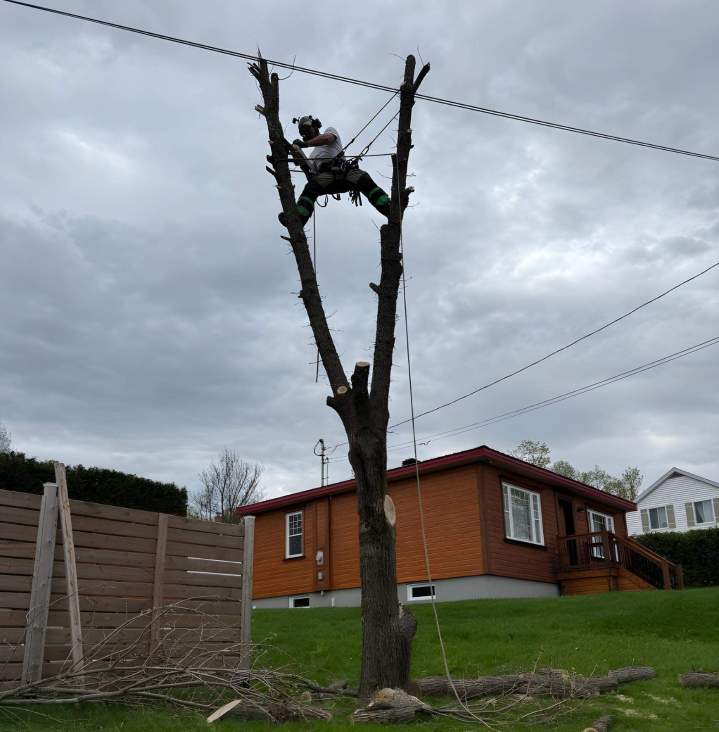 Professional tree pruning Sherbrooke