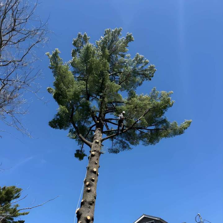 Intervention d'émondeur Sherbrooke