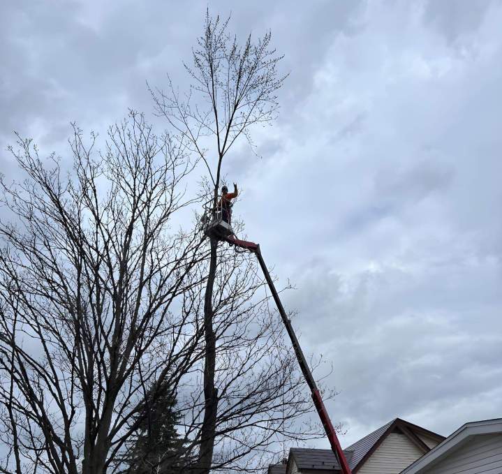 Sherbrooke Tree Trimming Expert