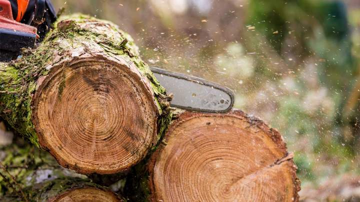 Tree trimming services in Sherbrooke