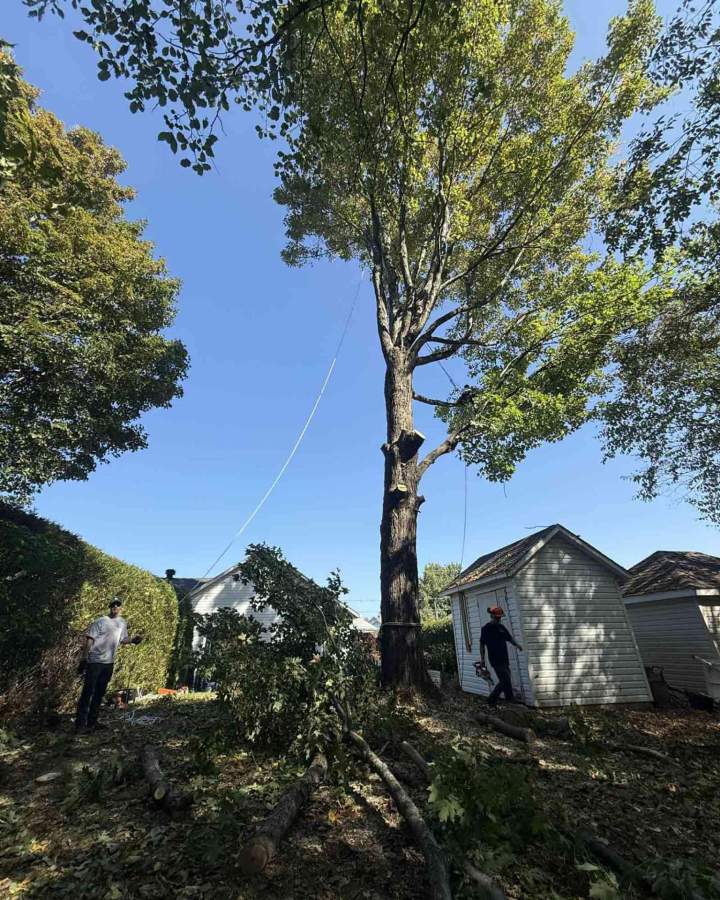 Tree pruning in Sherbrooke
