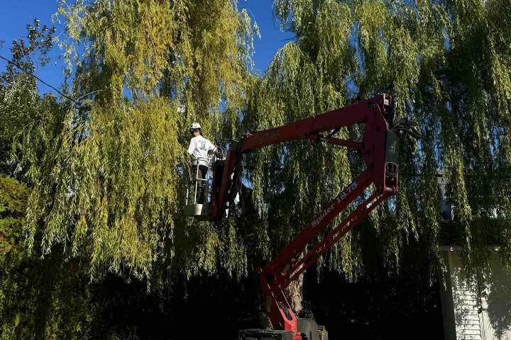 Professional tree trimming in Sherbrooke