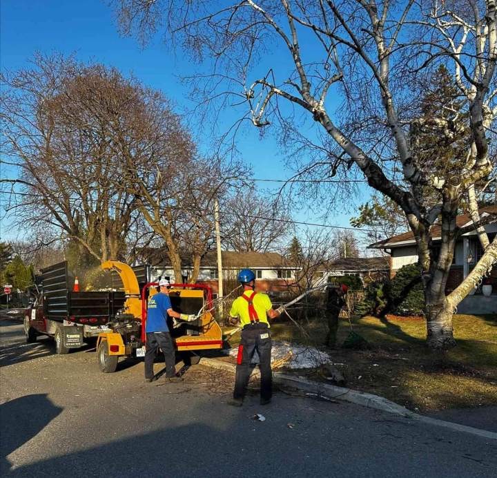 Tree trimming services in Sherbrooke