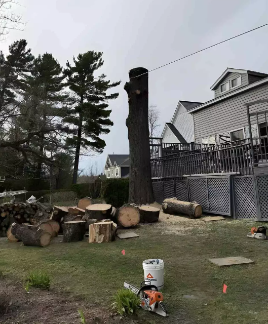 Travaux d’élagage Sherbrooke