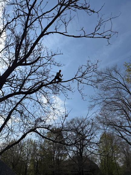 Service d’essouchage Sherbrooke