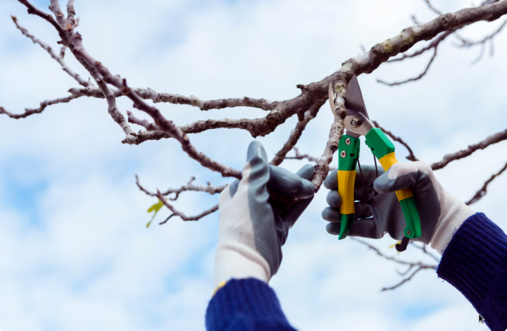 Quels sont les principaux objectifs de l’émondage d’un arbre ? Sherbrooke