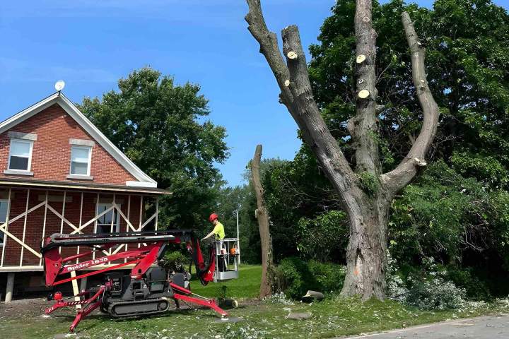 Professional tree trimming in Sherbrooke
